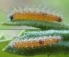 Stangeia siceliota